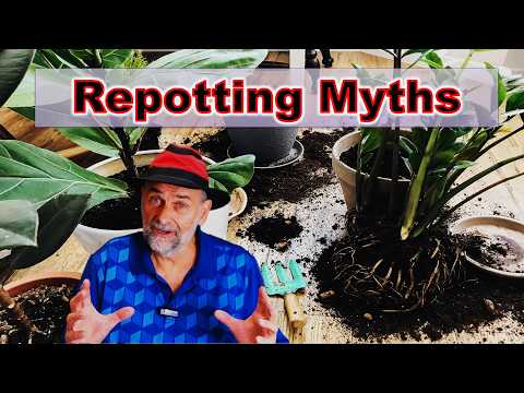 Repot Houseplants Correctly - Stop Believing These Myths