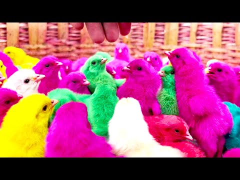 CRAZY MURGI chicks painted rang | Egg hatched 1 day chicks BORN baby Choojon