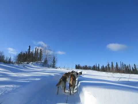 阿拉斯加 狗拉雪橇 2018.0322