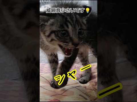 子猫の威嚇は破壊力最強　#cat #cute#babycat #子猫