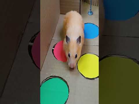 #shorts #hamster #maze