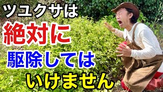 【どんどん出る草】あなたは完全にツユクサのとり方を間違えてます　　　　【カーメン君】【園芸】【ガーデニング】【雑草退治】