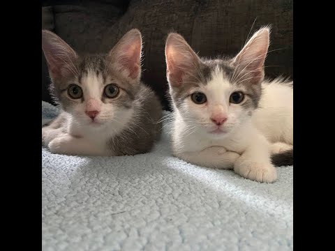 Playing time #cats #kitten #catlovers