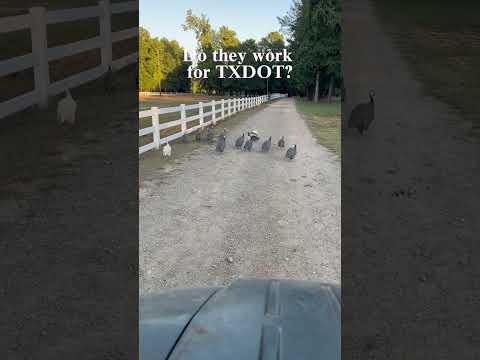 Guinea Traffic Jam