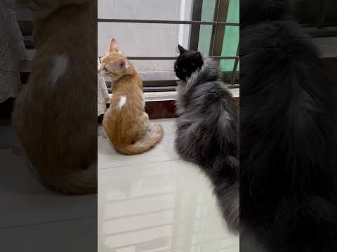 synchronization #cat #funnycat #viralshort