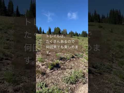 🇺🇸レーニア山サンライズのトレイル