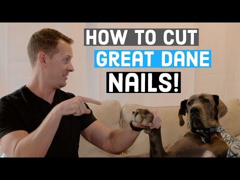 How to Cut a Great Dane's Nails | Great Dane Care