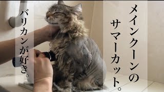 SUB【メインクーン♀】自宅でサマーカット / My cat transformed into a lion in the summer cut.