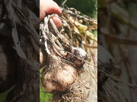 harvesting garlic #garden #garlic gardening