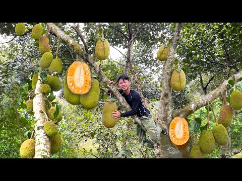 Harvest the big jackfruit in wild garden Go to Market Sell - 2 Years Alone in the Forest, Off grid