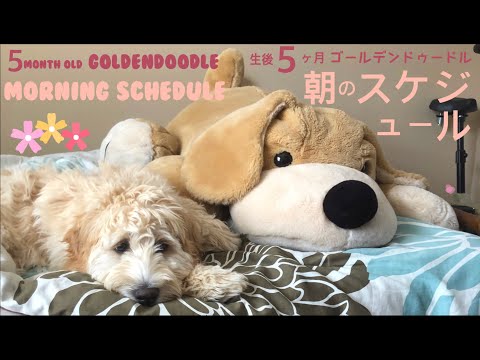 5 Month Old Puppy Morning Routine/生後5ヶ月子犬のモーニングルーティン朝のスケジュール