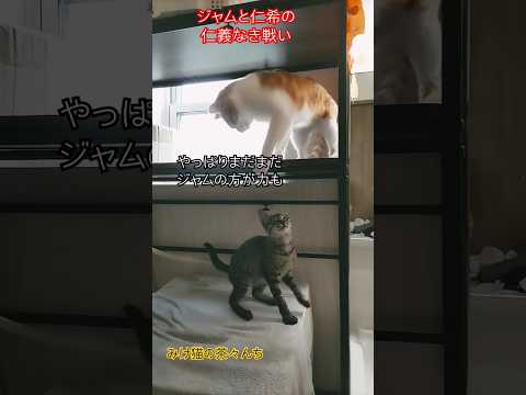 猫パンチな成猫と子猫　#cutecat #子猫#猫パンチ#茶トラ#猫のいる暮らし