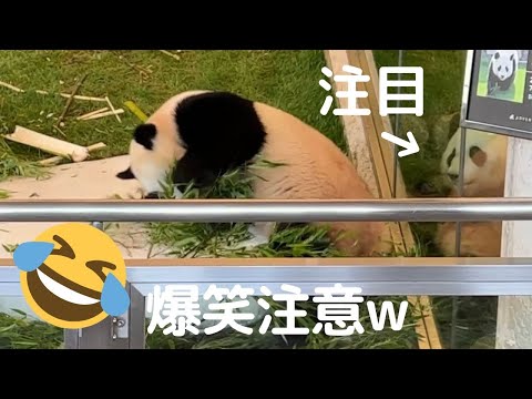 【続・楓浜速報w】結浜あぜん(再び)🤣暴れ散らかして姉を起こしたwおてんば子パンダ🍁