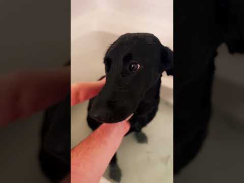 Spring cleaning #labrador #dog #dogbath #doglover #bathtub #labradorretriever