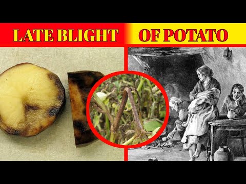 Late Blight of Potato ।। लेट ब्लाइट का इतिहास ।। History of Late Blight through a story #History