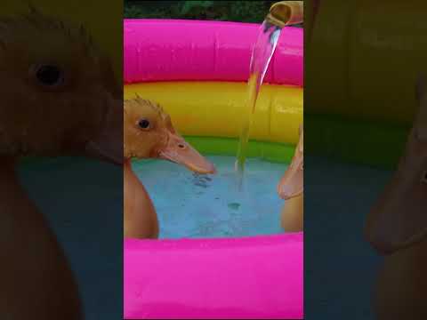 Ducks in mini Swimming pool #shortfeed #ducks #swimmingpool