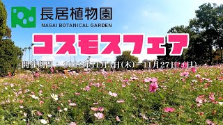 大阪でみれるコスモス！長居公園「長居植物園」見頃を迎え令和4年11月3日(木・祝）～11月27日(日）開催中GoProHERO10 撮影2022年