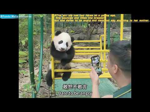 大熊猫妹猪小小年纪两幅面孔 Giant panda girl Zhu has two faces at a young age#panda #cute #funny #giantpanda