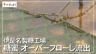 伊是名製糖工場　糖蜜 オーバーフローし流出（沖縄テレビ）2023/2/6