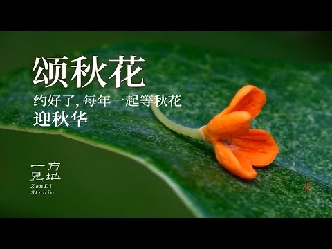 秋天要结束了，我想歌颂一下秋花