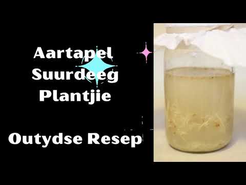 Aartapel Suurdeeg Plantjie Outydse Resep #yeastmaking #aaetapelplantjie #newlook #channelupdate