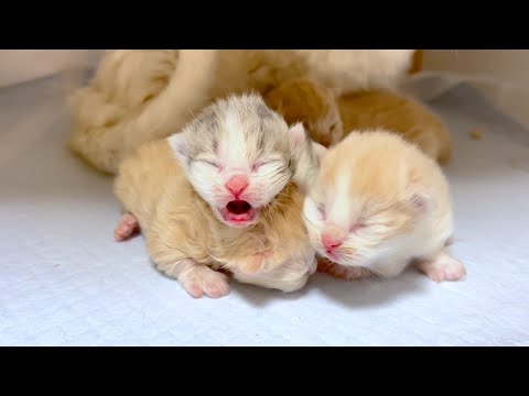 【マンチカンの子猫】新しい命の誕生で子猫観察を始めた件 ～猫のいる生活Vol.1001～出産動画 マンチカン短足・ミヌエット・ペルシャ猫専門ブリーダー『ペット蔵人』【子猫の成長記録】