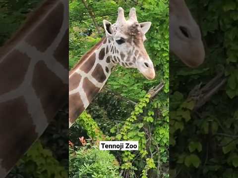 Tennoji Zoo - Travel Japan - Family activities in Osaka