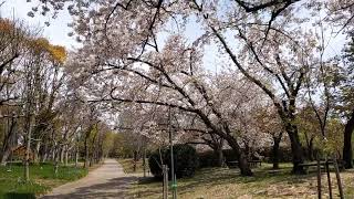 關西 長居 公園 植物園 櫻吹雪 201904