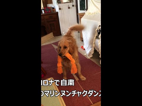 コロナ自粛でマリンは家でヌンチャク体操