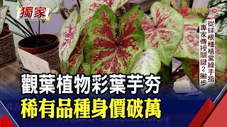 搶種今夏最夯植栽!花市"彩葉芋"進貨量暴增4倍 線上訂單2小時破千筆｜非凡財經新聞｜20220622