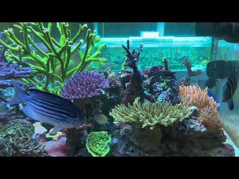 Social distance reef video update