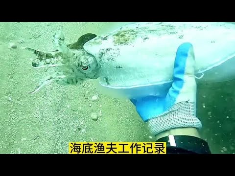 渔民在海底捕鱼日常生活实拍#赶海 #海底捕鱼 #渔民生活实拍