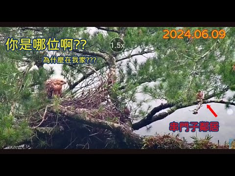 20240609 《伊布施魔法干擾電波》《懶懶熊》《8+9鄰居拜訪》#松鴉