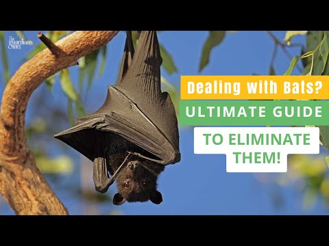 Troubled by Bats? Discover How to Get Rid of Bats Fast!