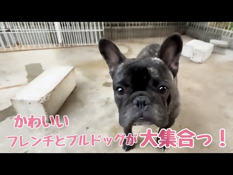 【ブルドッグ】【フレンチブルドッグ】#529 ぶさかわ犬たちが大集合！