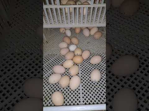 Hamarey saarey Andey kharab ho gaye😒😪🥲#fjfarms #eggshatching #farmlife #incubation #shorts #vlog1