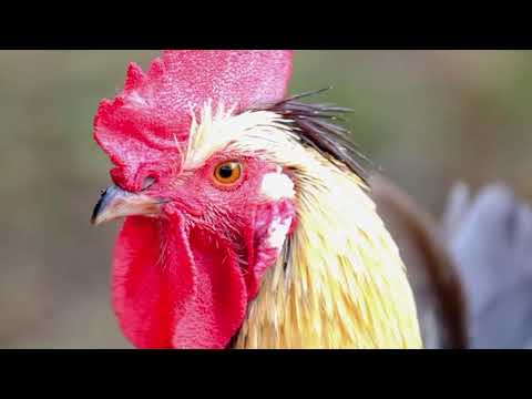 Rooster | Copyright Free Video Footage