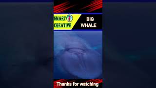 BIGGEST ANIMAL IN THE WORLD | #shorts #whale #viralshortvideo #subcribe_to_our_channel