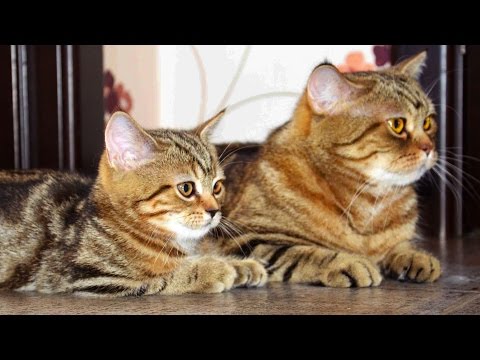 Cute Kittens and  Cats together