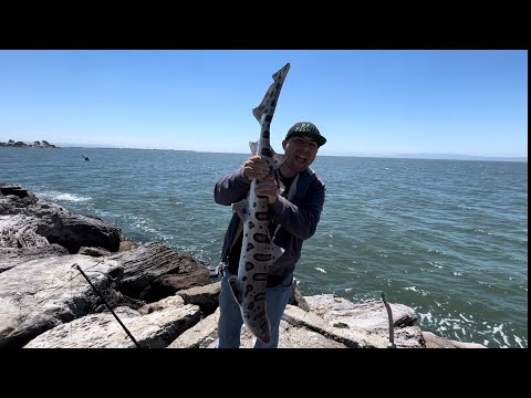 Alameda Rock Wall Fishing Redemption!Monster Catch! #fishing #california #bayarea #fish #bankfishing