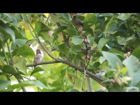 Hummingbird Mother Flora feeding the Newly Fledged Peanut(2/2)