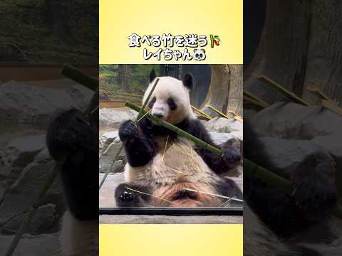 【食べる竹を迷う🎋レイちゃん🐼】〜上野動物園〜