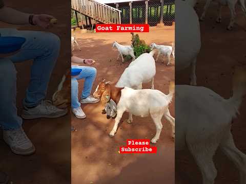 These Goats Love Jackfruit! 😆  #farming #goatbusiness #shorts