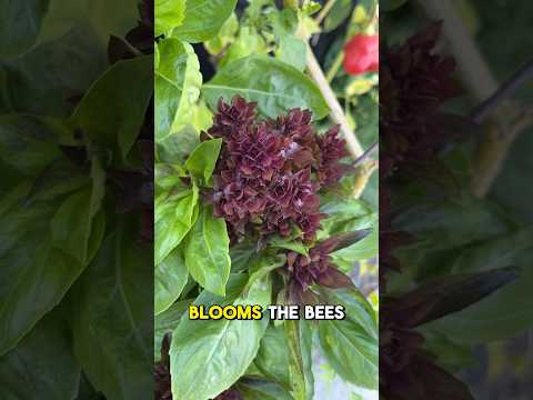 Cardinal Basil: It’s Stunning with Huge Blooms & Scent! #CardinalBasil #freshherbs