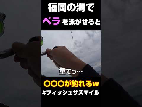 ベラで泳がせ釣り　#shorts  #福岡釣り #fishing