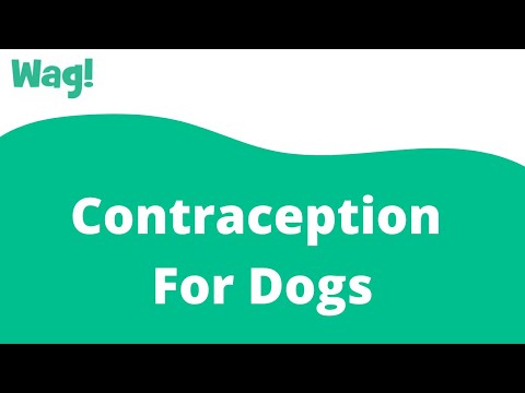 Contraception For Dogs | Wag!