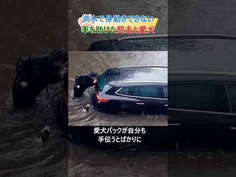 洪水で身動きできない車を助けた愛犬と飼主#dog#shorts#rescue #respect #いい話 #犬#尊敬