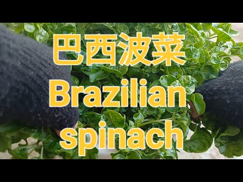 巴西波菜 Brazilian spinach