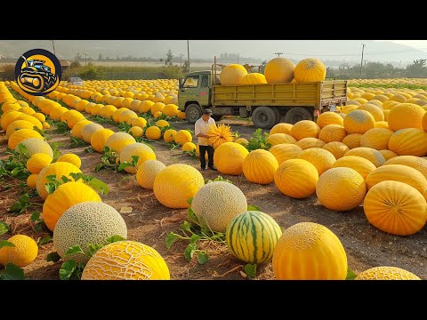 How Melon Growth and Success in Today's World - Agriculture with Grand Machine