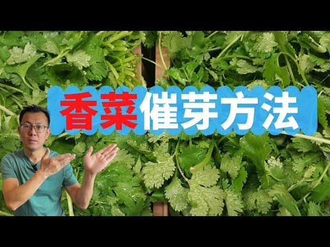 香菜催芽方法：彻底解决香菜发芽慢，不易出苗的问题。